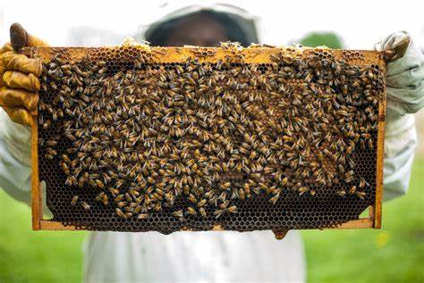 Bees on a bee frame