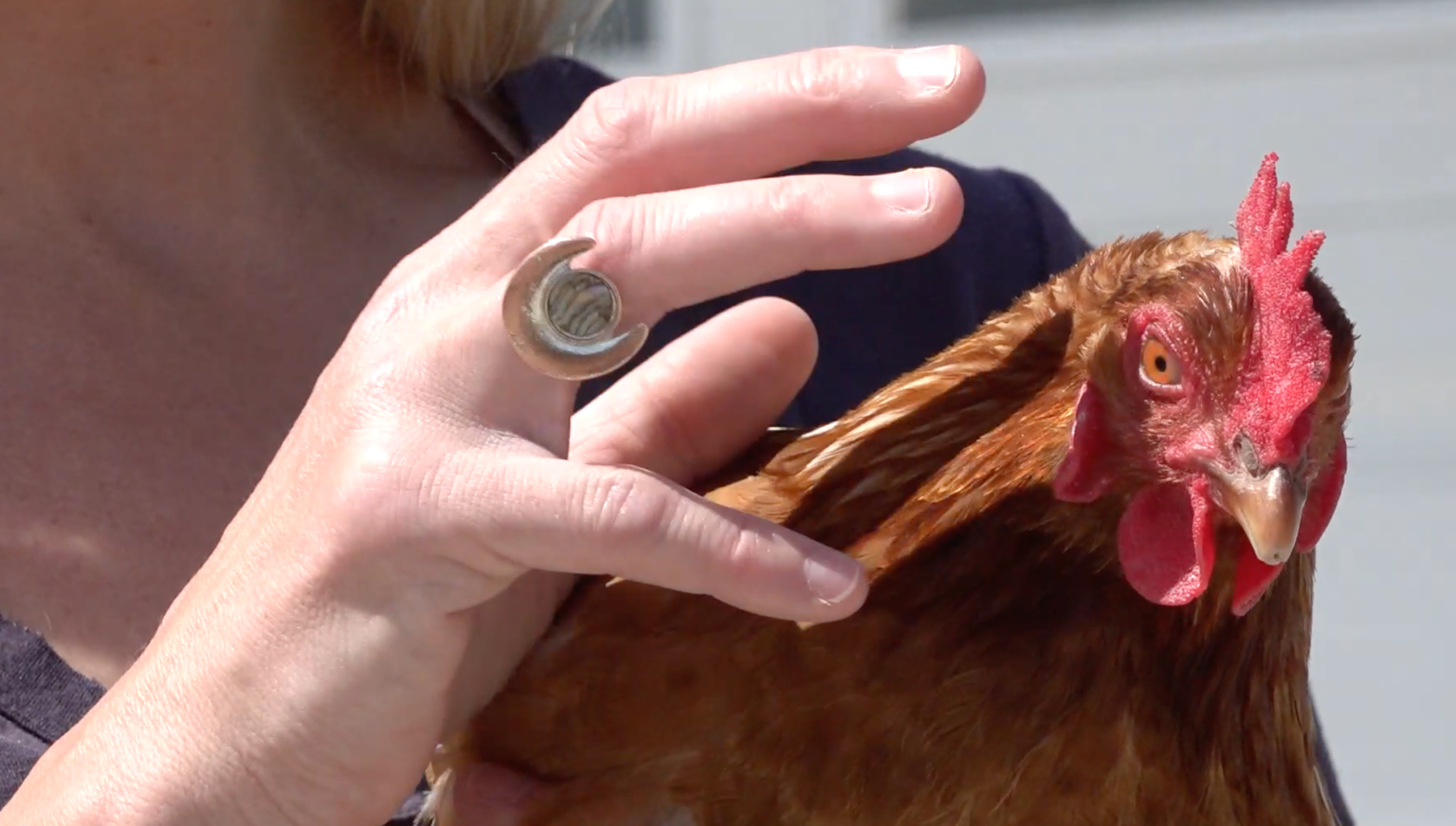 Certifying the Handler of Therapy Chickens Burlington County