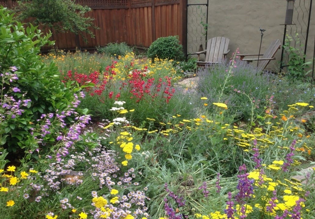 Diverse Native Garden