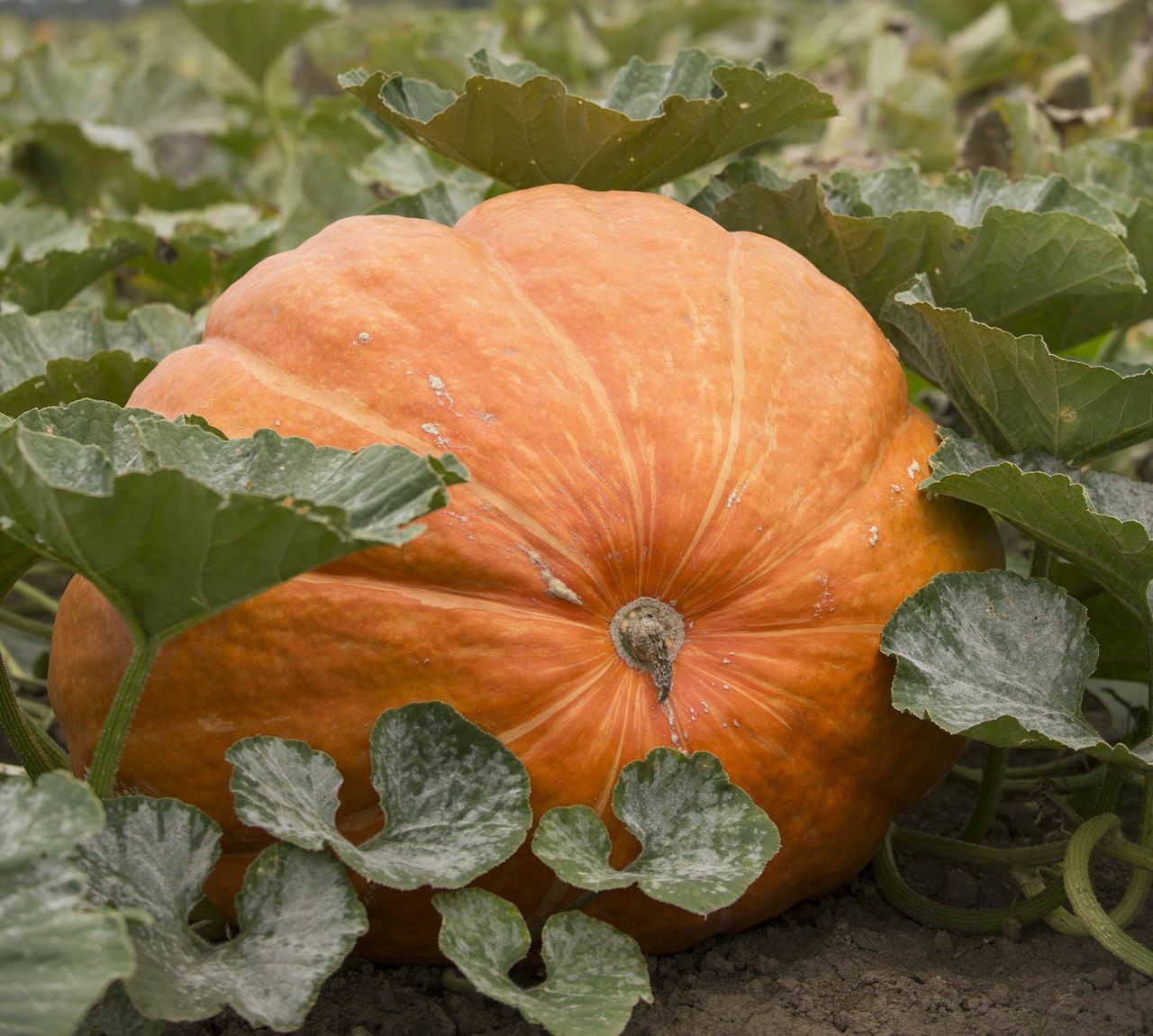 Pumpkins