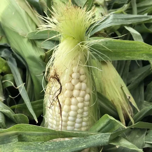 sweet corn in a basket