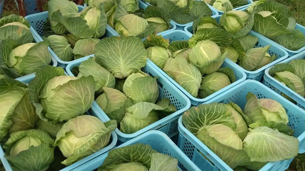 Cabbage