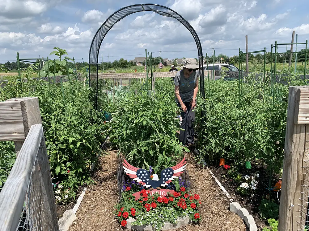 gardener tending tomatoes
