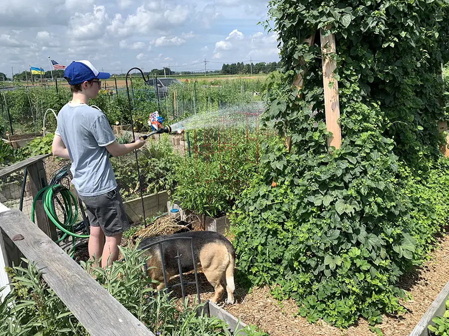 gardener at community garden watering garden