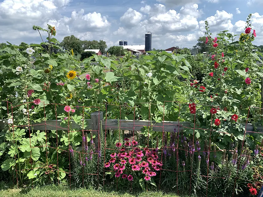 garden plot at community garden