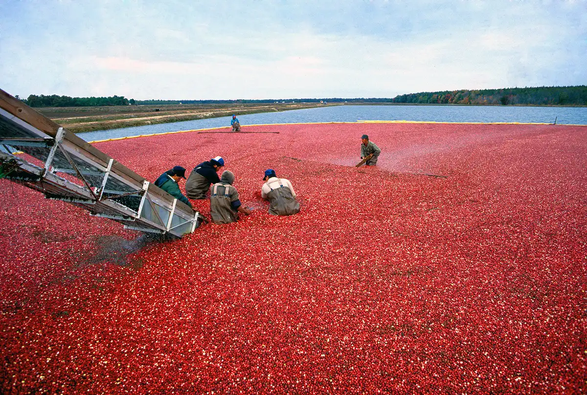 The Cranberry