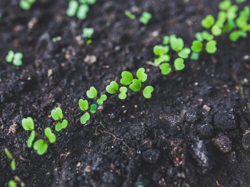Spring Seed Starting