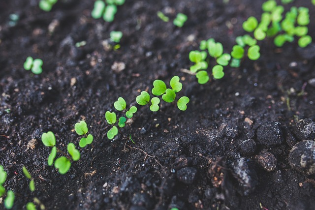 green seedlings in dark soil