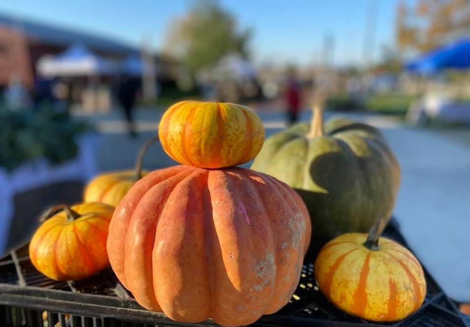 Squash at the market