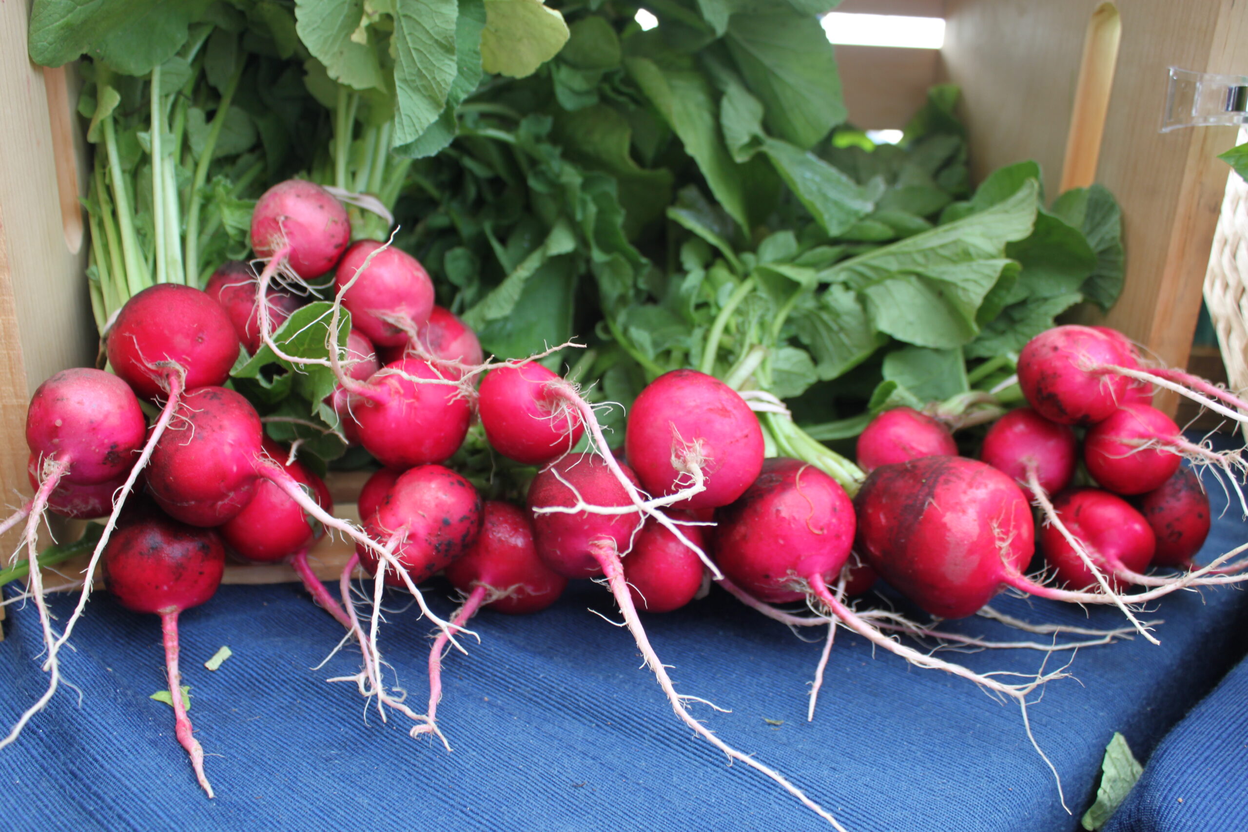 Radishes