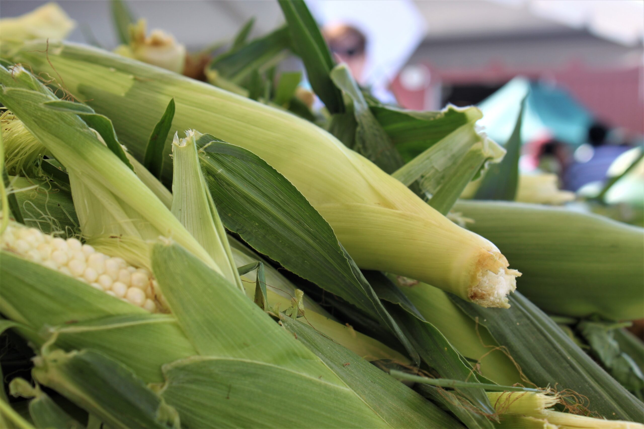 Corn at the market