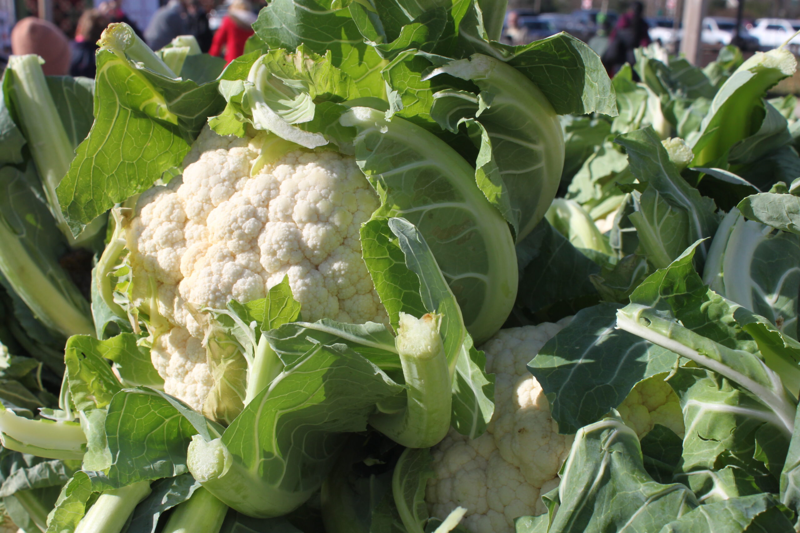 Cauliflower at the market