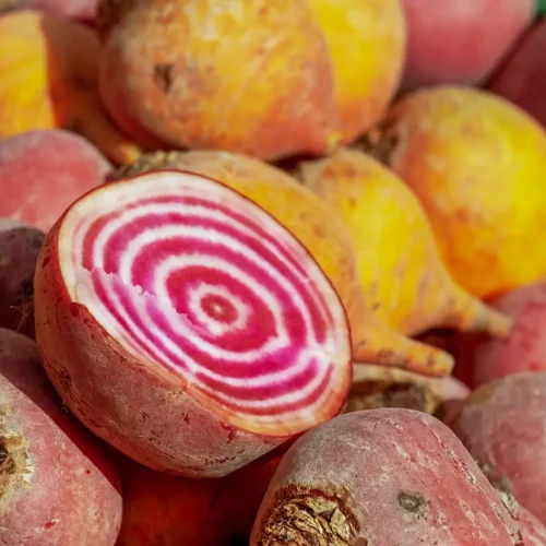 Pink striped chiogga beet