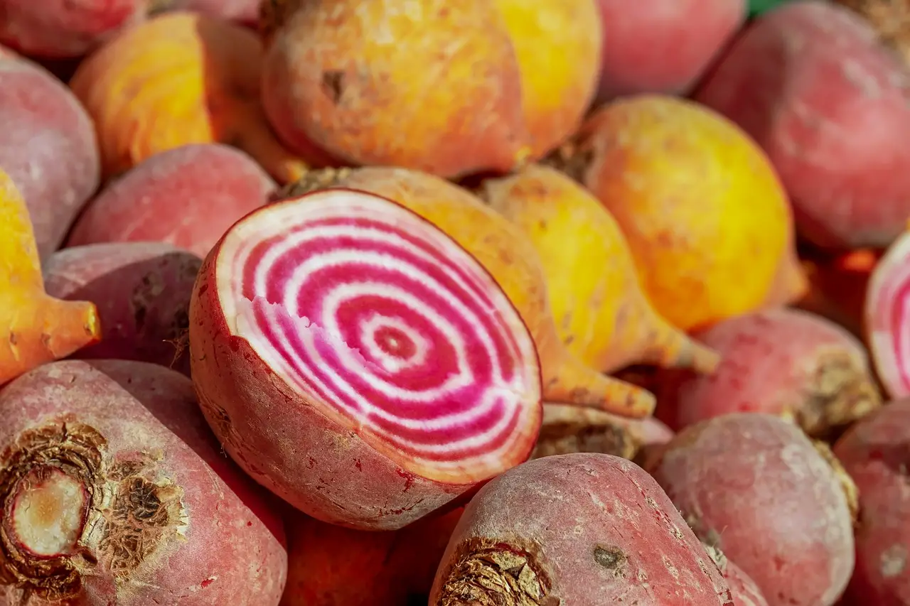 Pink striped chiogga beet