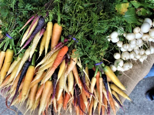Root Veggie Day!
