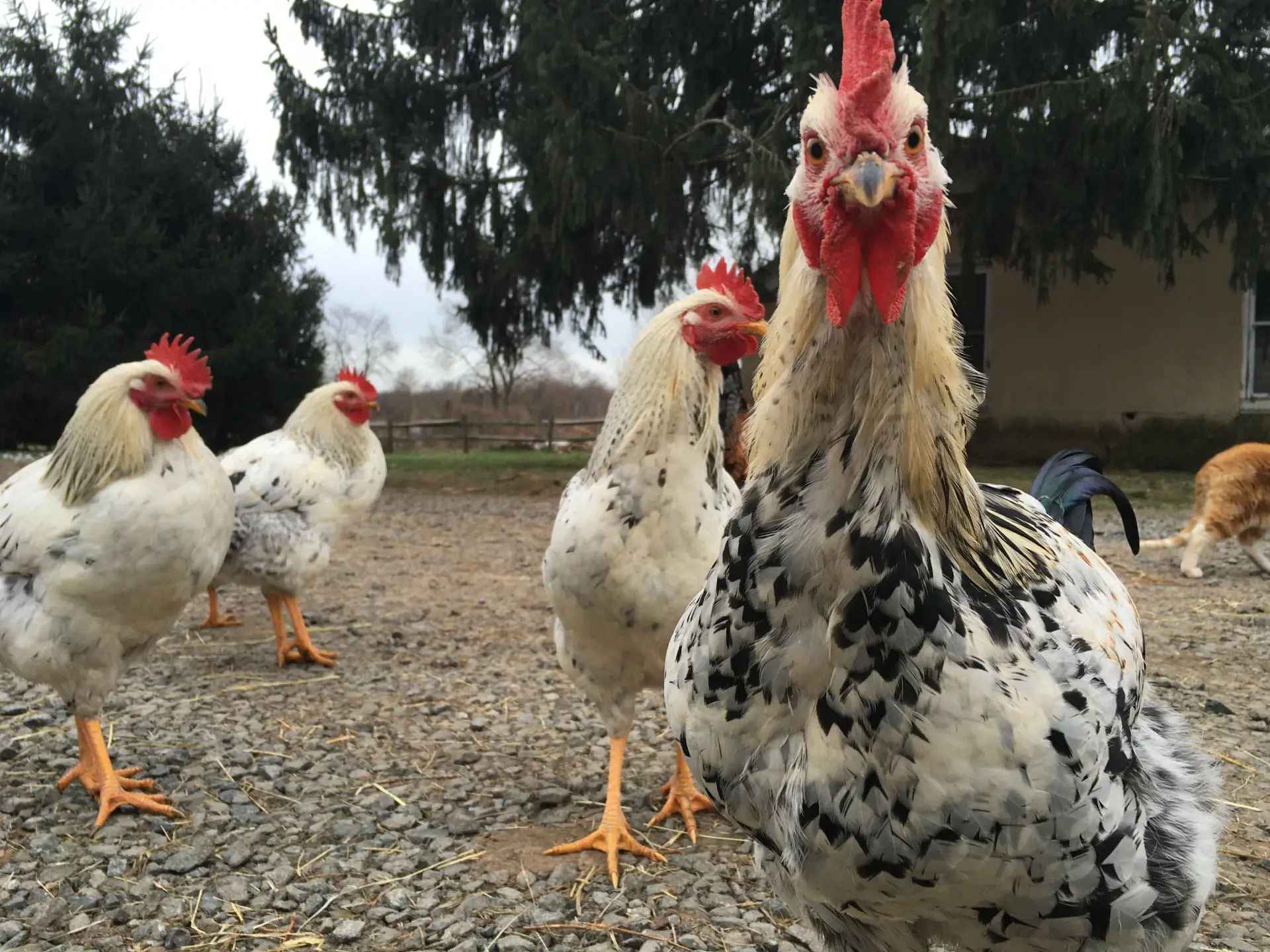 chickens in the yard