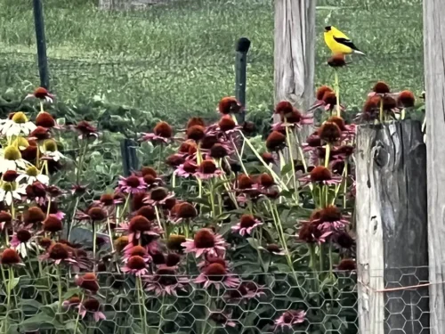 Pollinator Presentation with Jen Bulava
