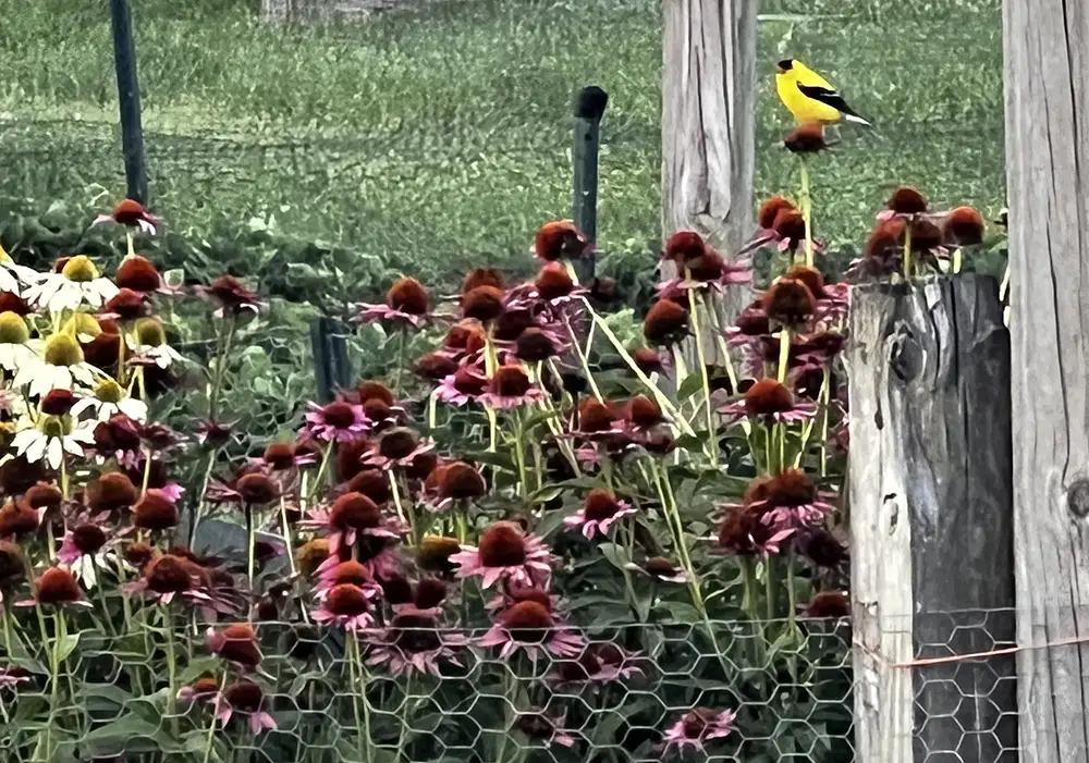 goldfinch bird on coneflower