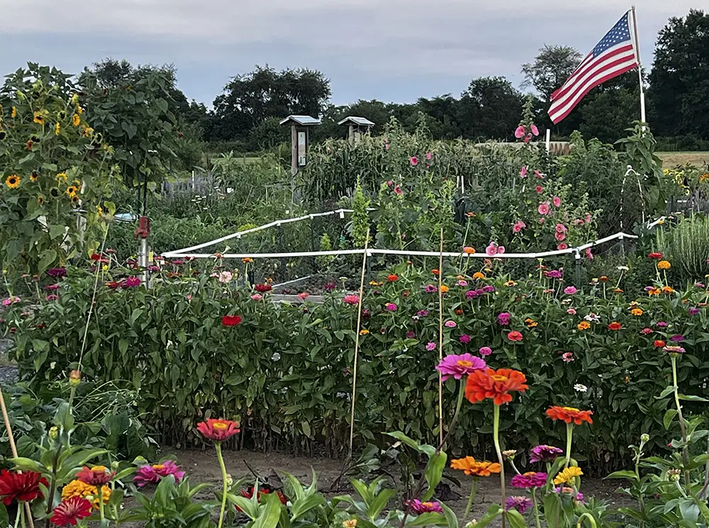 community garden flowers