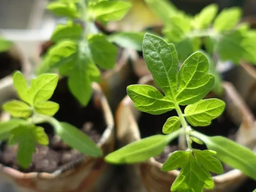 Prepping Seedlings for the Spring