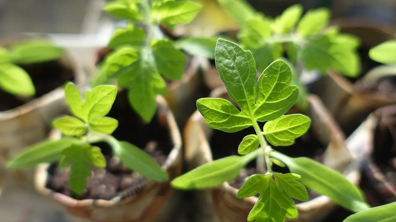 Young tomato seedlings