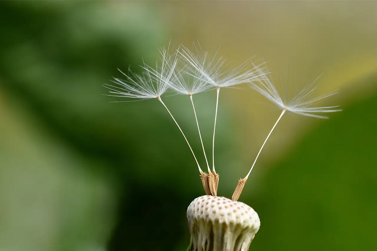 Dandelion seeds on the plant