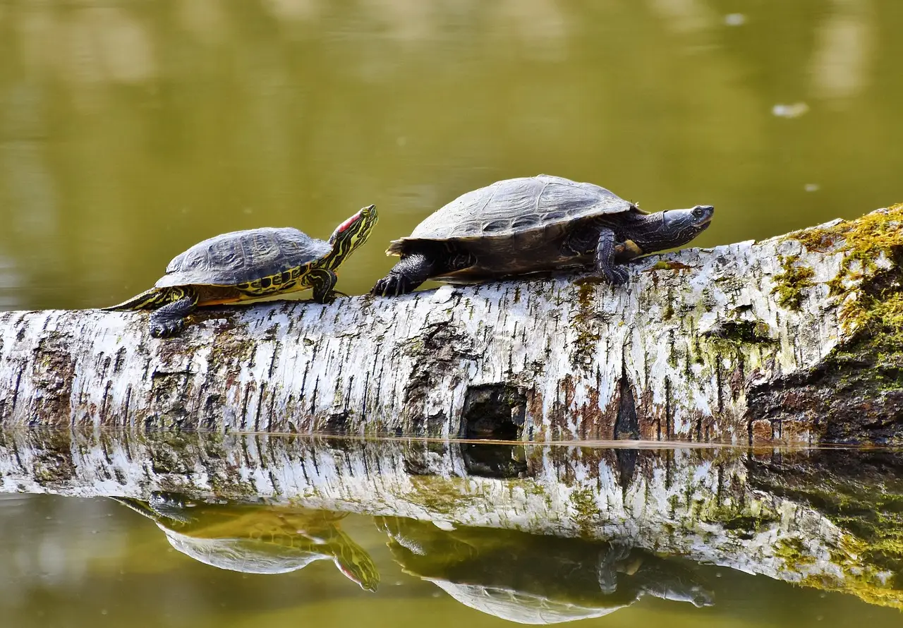 two turtles on log in lake