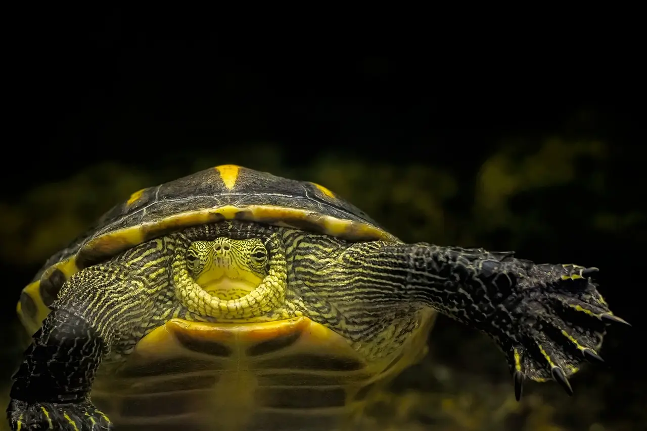 turtle swimming right at the camera