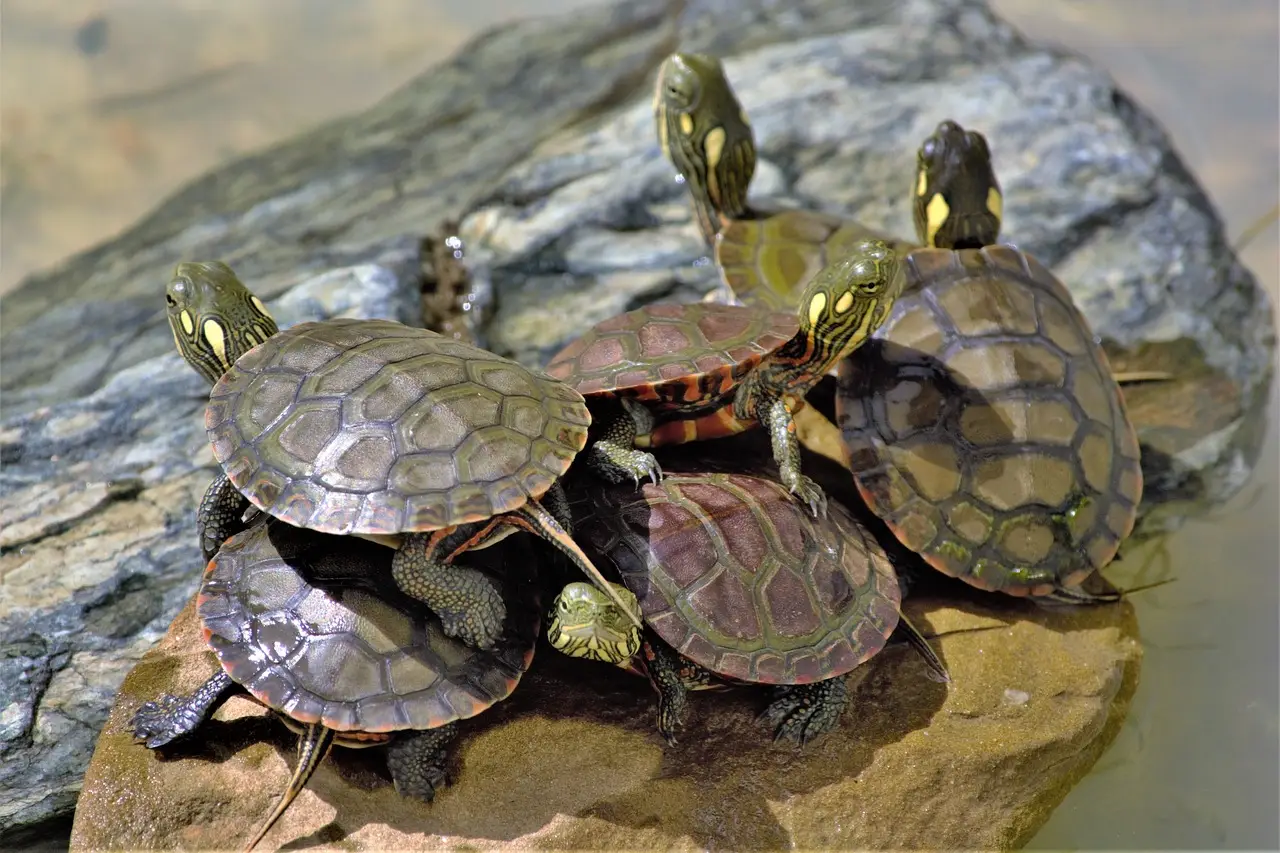 yellow eared turtles sunning on a log