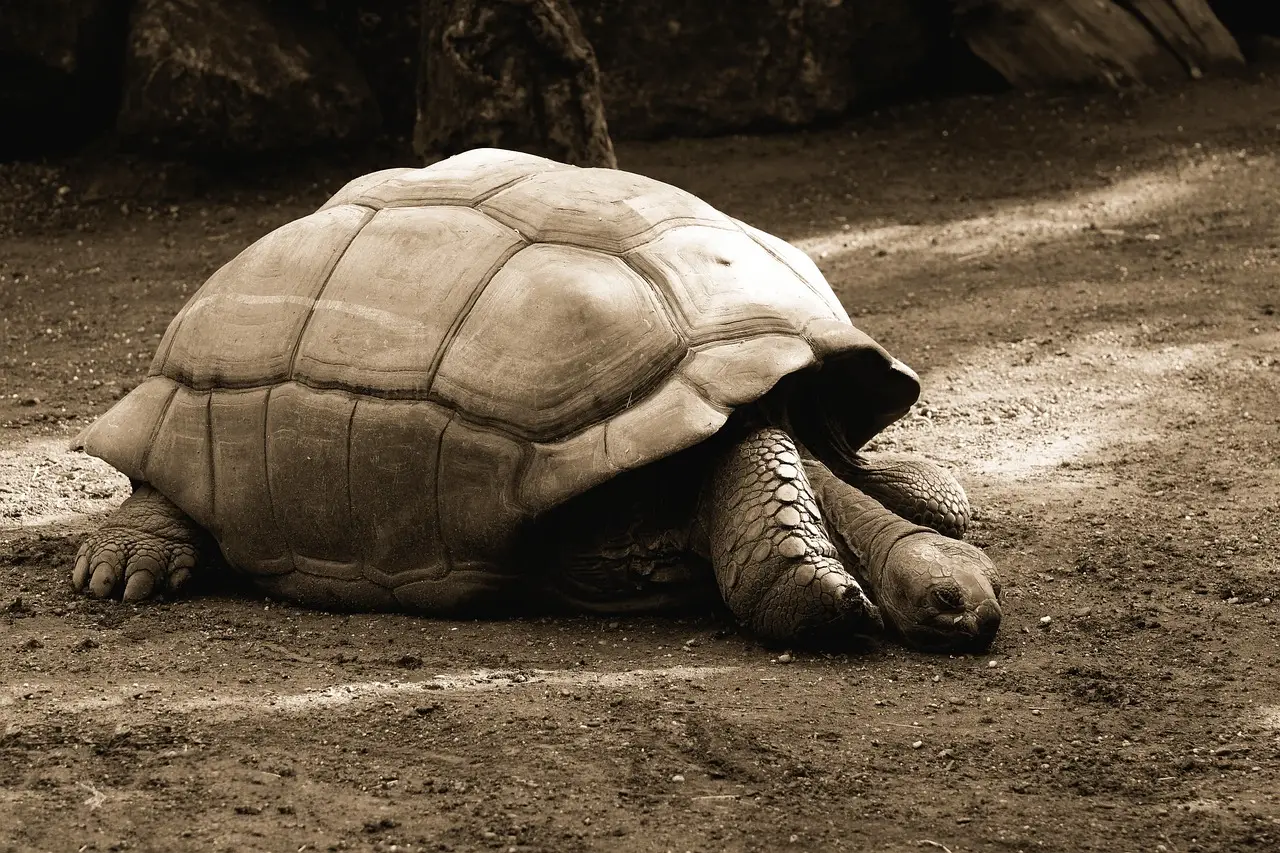 a large tortoise resting