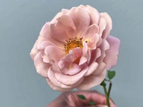 Peonies, Petals & Poseys