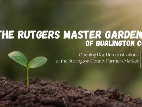 Rutgers Master Gardeners of Burlington County Fig Tree Demonstrations on Opening Day