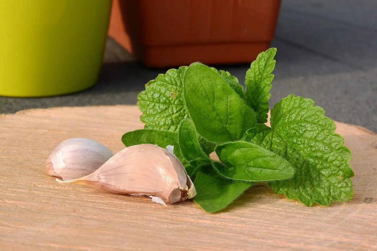 Lemon Balm and Marjoram Pesto