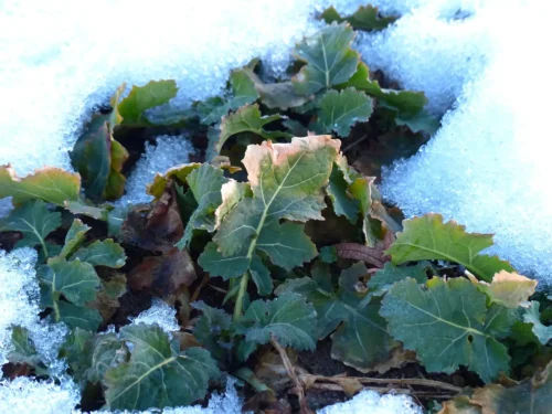 Preparing Your Winter Garden