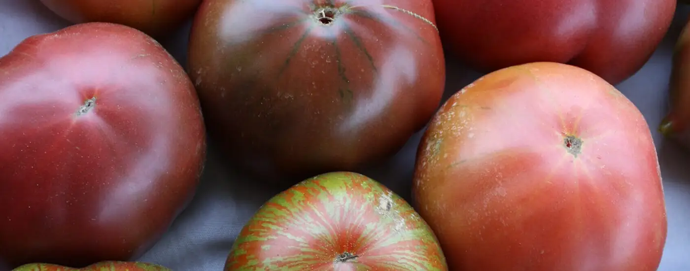 ripe tomatoes