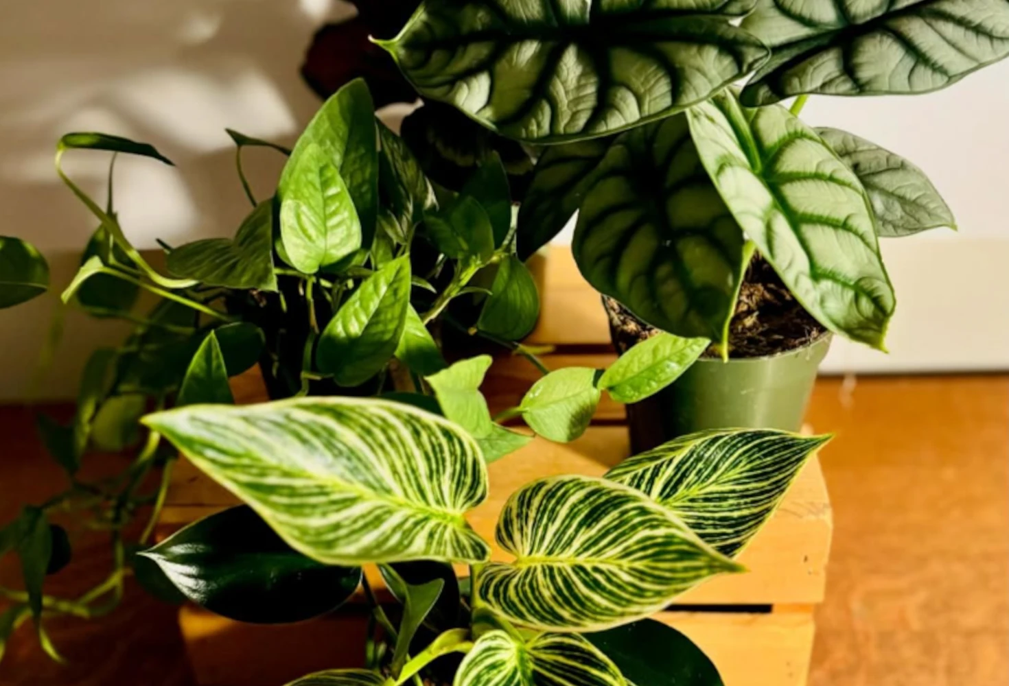 Sprout and About Mobile Houseplant Boutique