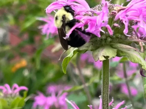 Pollinator Walk with a County Naturalist