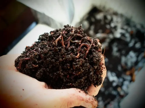 Little Gardeners: Vermicomposting