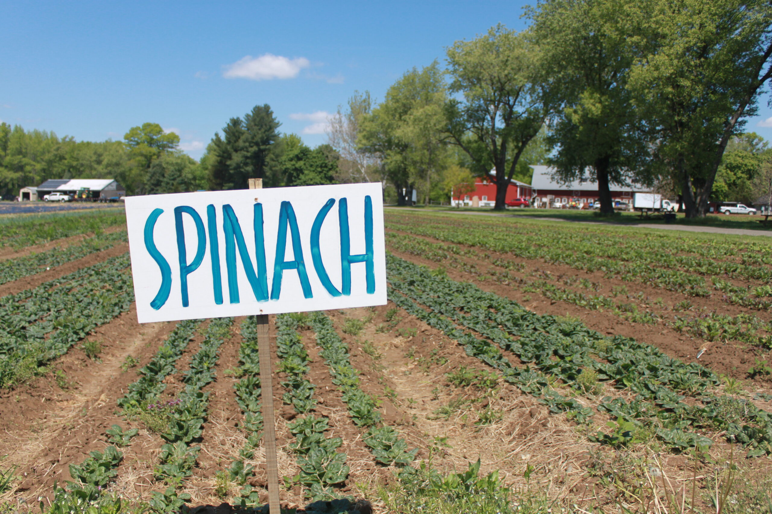 Stephen Specca Farms