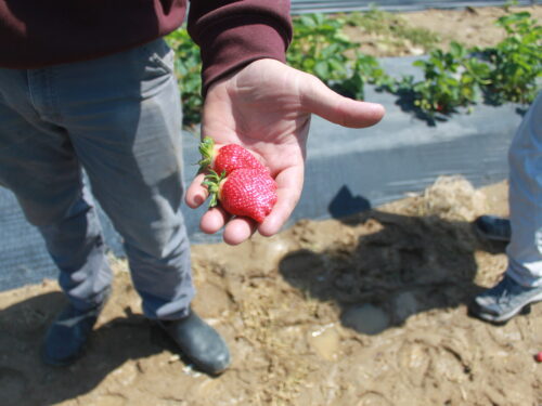 Farm Feature: Stephen Specca Farms