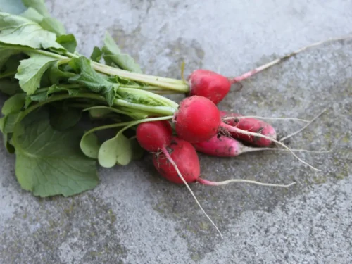 Pickled Radishes