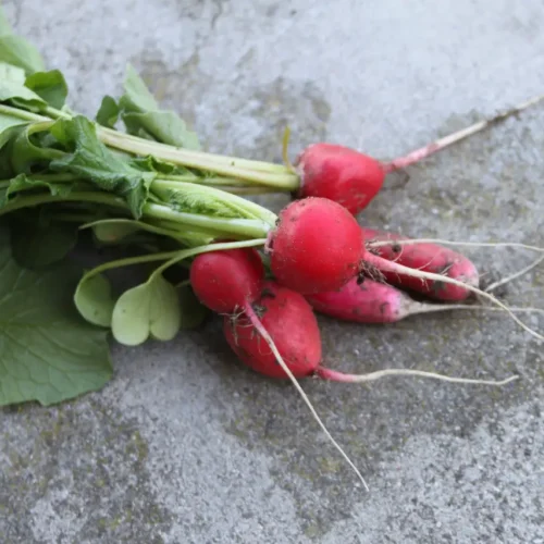 pickled radish