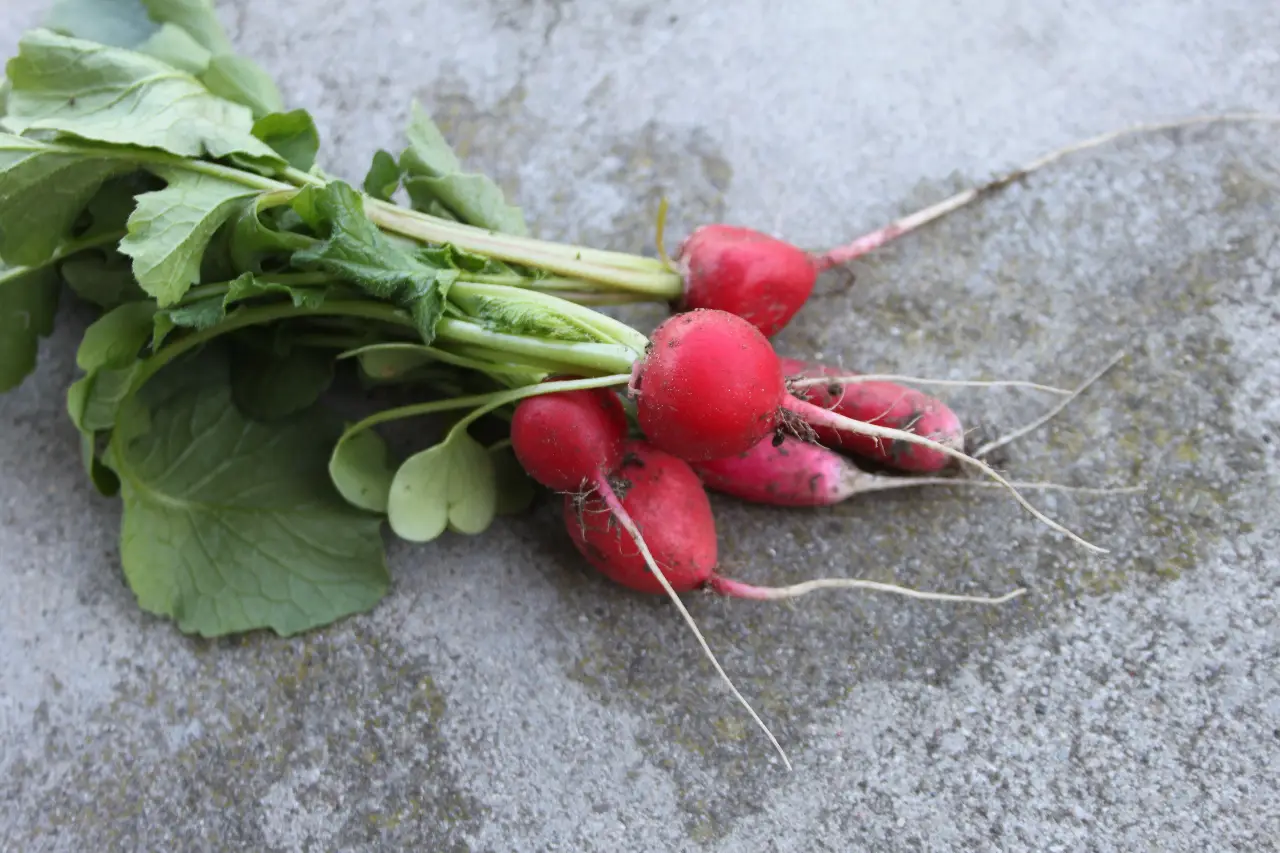 pickled radish