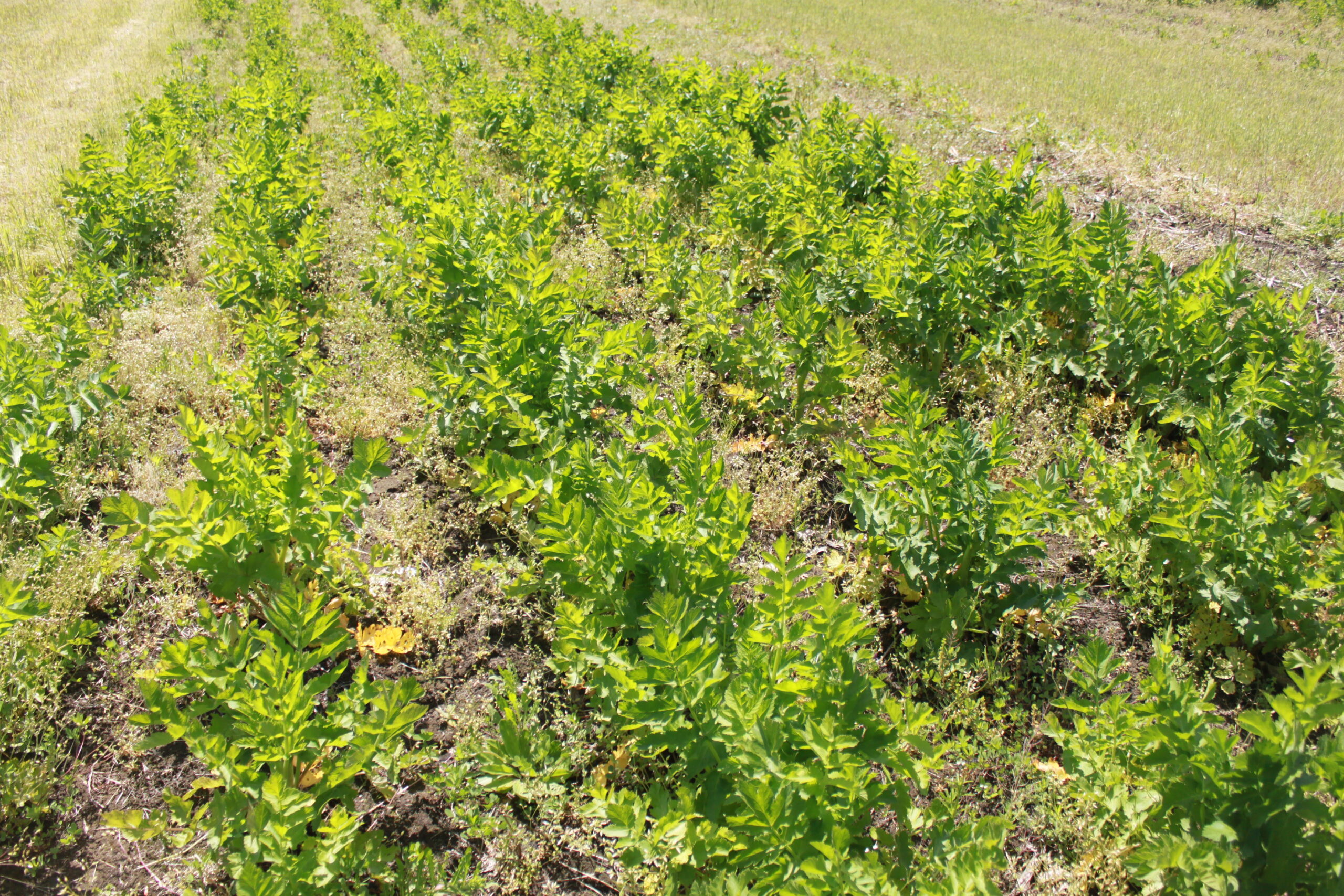 Pinelands Produce