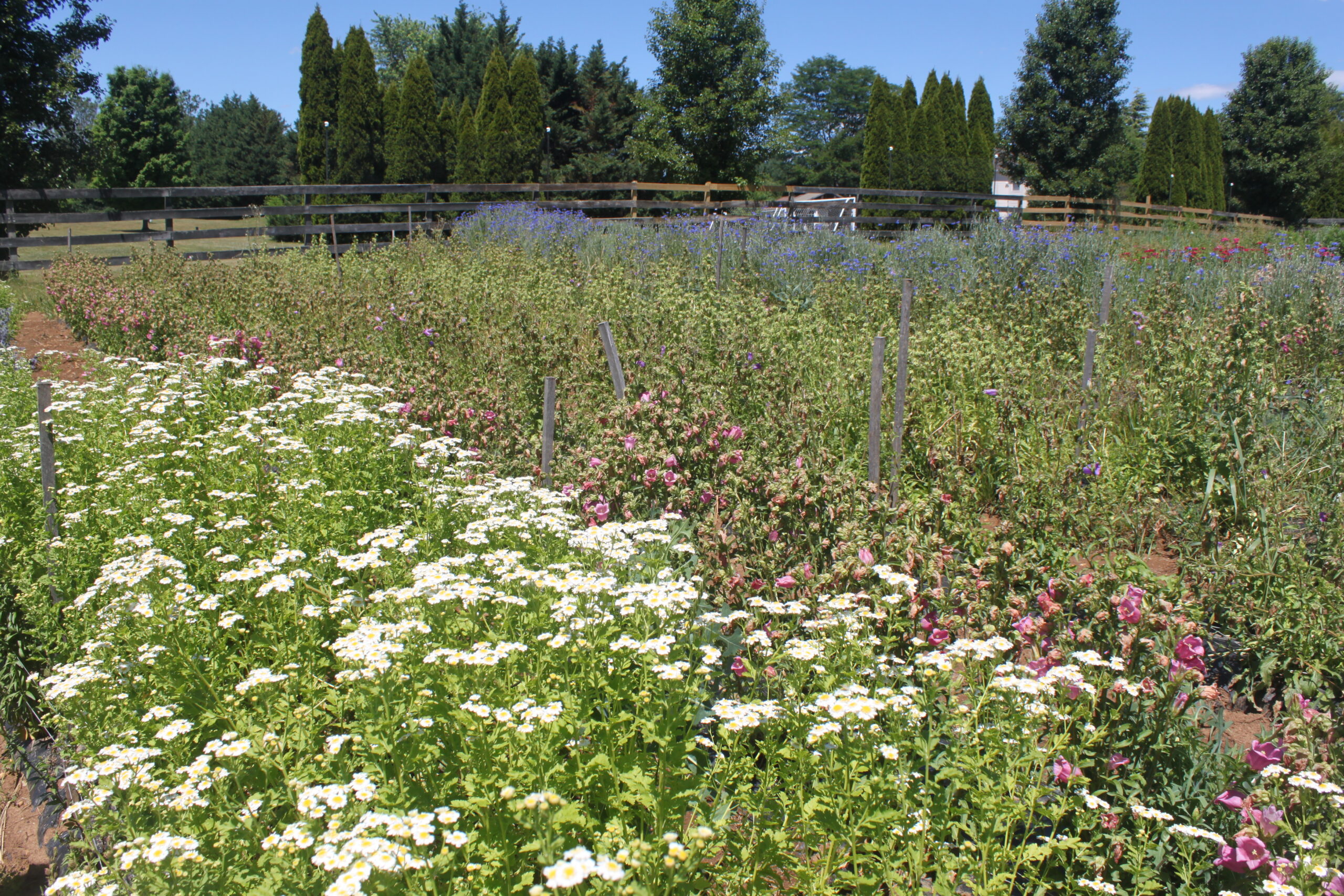 Farm Feature: Homebody Farm