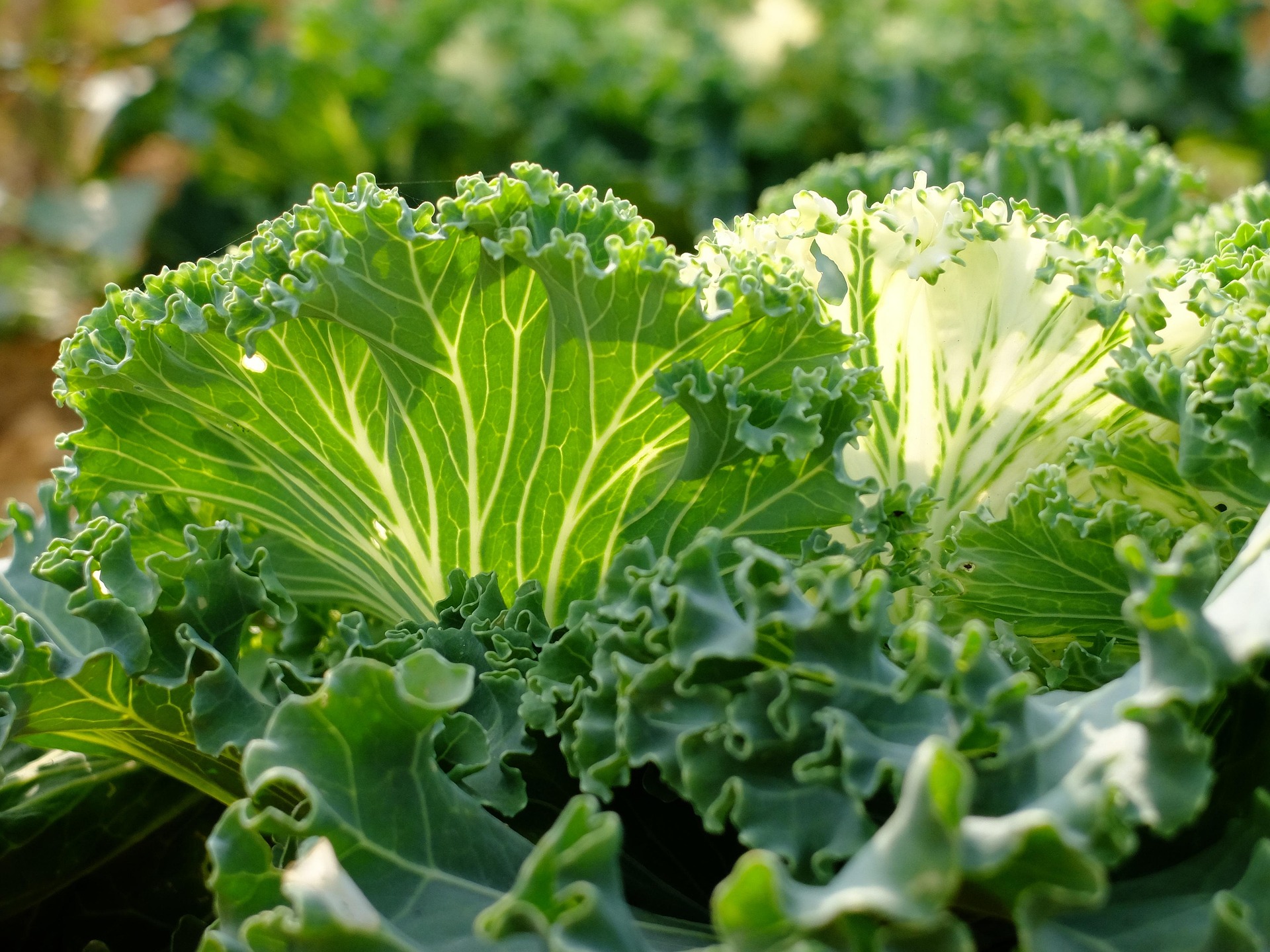 collard